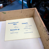 Species artist's book
